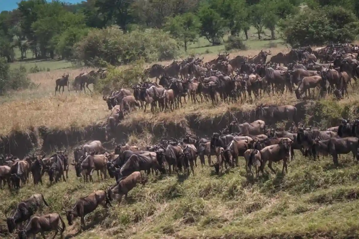 Kogatende North Serengeti Migration Safari