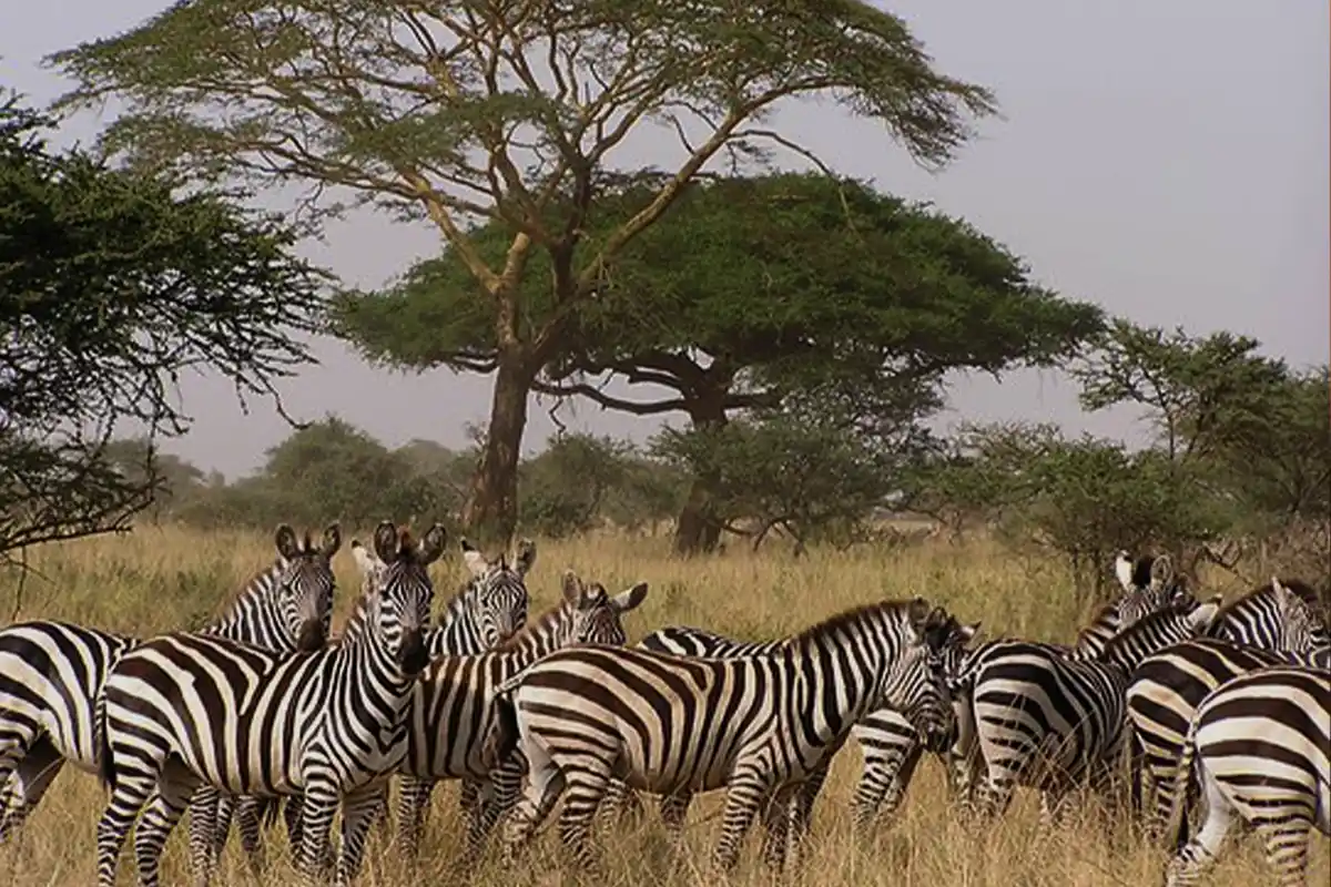Serengeti Wildebeest Migration Safari 2026-2027