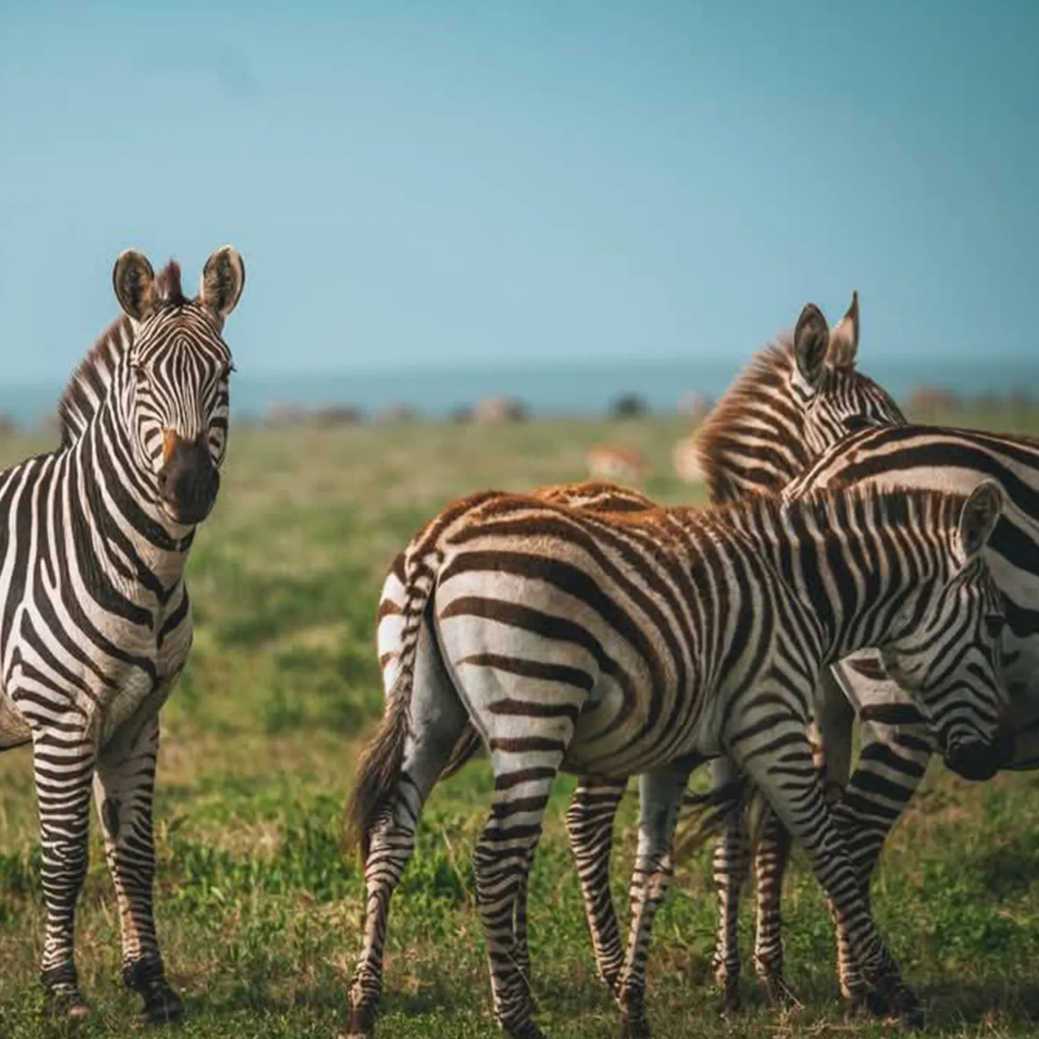 safari guide on medium platform